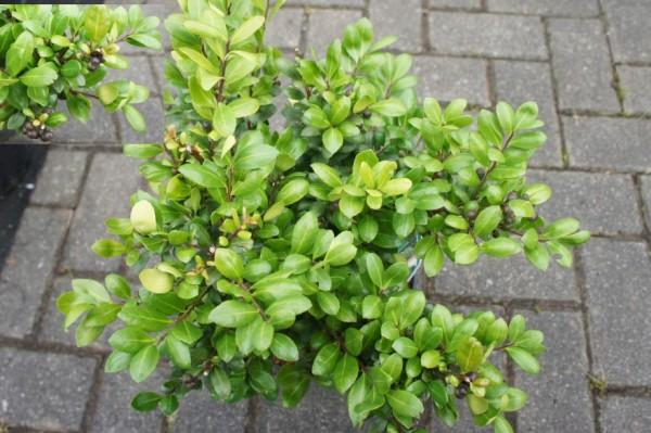 Ilex Crenata Hetzii - View 3 from www redcrocus com