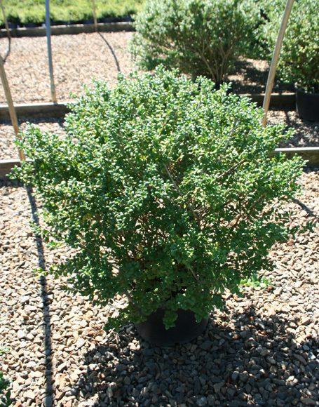 Ilex Crenata Hetzii - View 4 from www redcrocus com