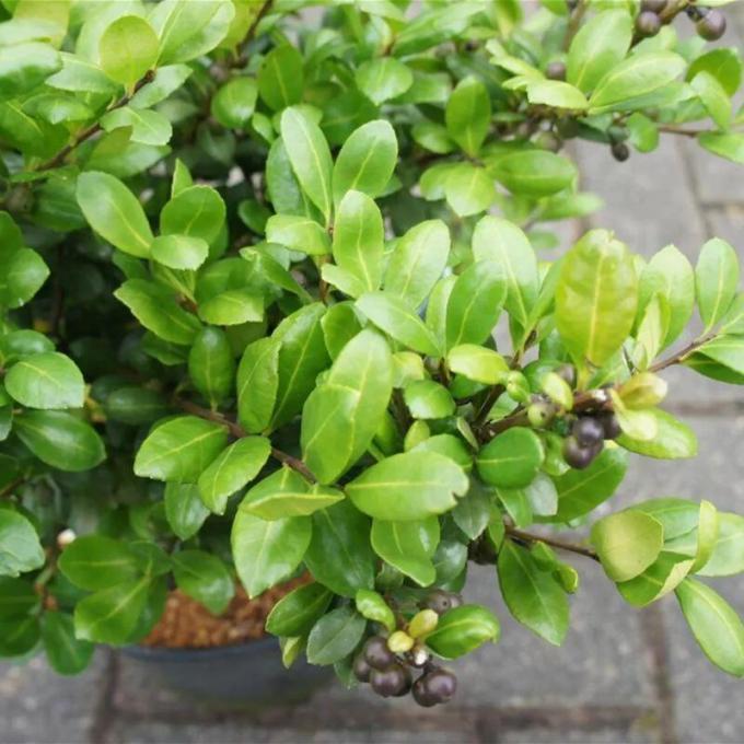 Ilex Crenata Hetzii - View 5 from www redcrocus com