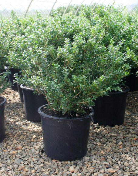Ilex Crenata Hetzii - View 6 from www redcrocus com