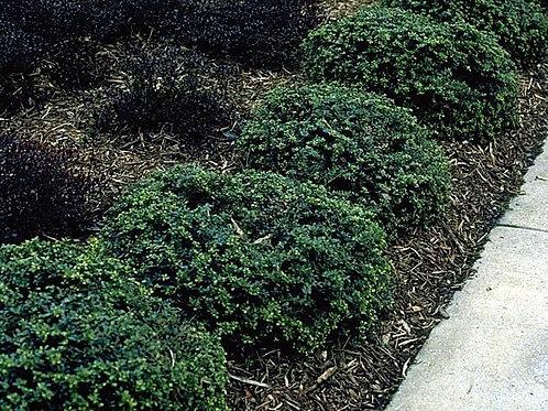 Ilex Crenata Hetzii - View 7 from www redcrocus com