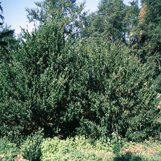 Ilex Crenata Hetzii - View 8 from www redcrocus com