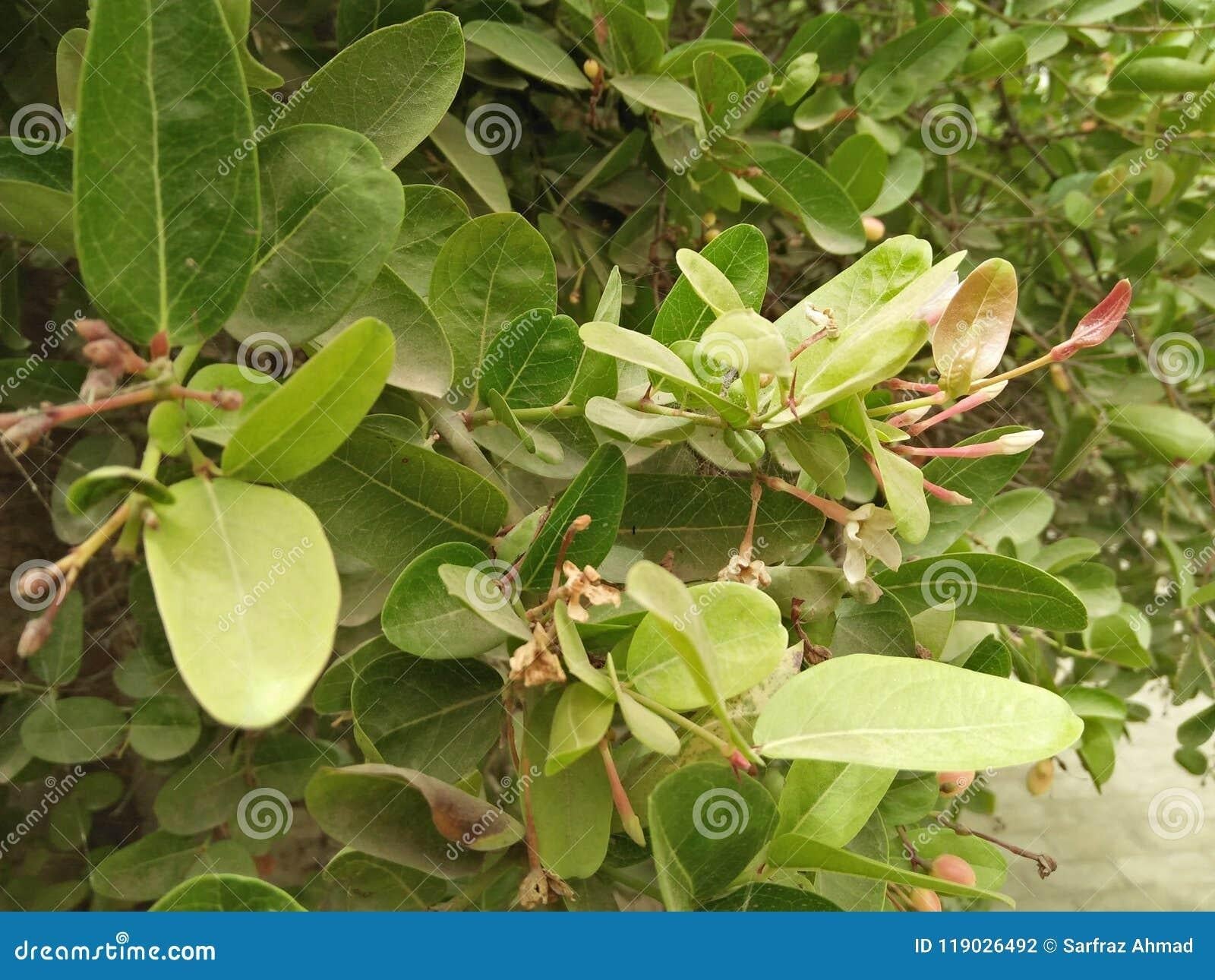 Ilex Crenata Hetzii - View 9 from www redcrocus com