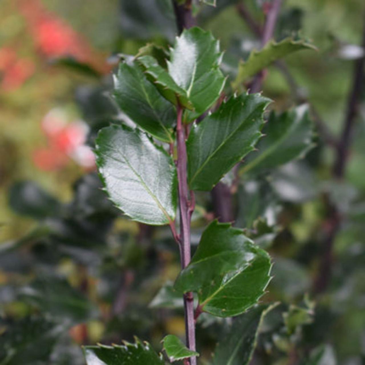 Ilex Meserveae 'blue Prince' - View 6 from www redcrocus com