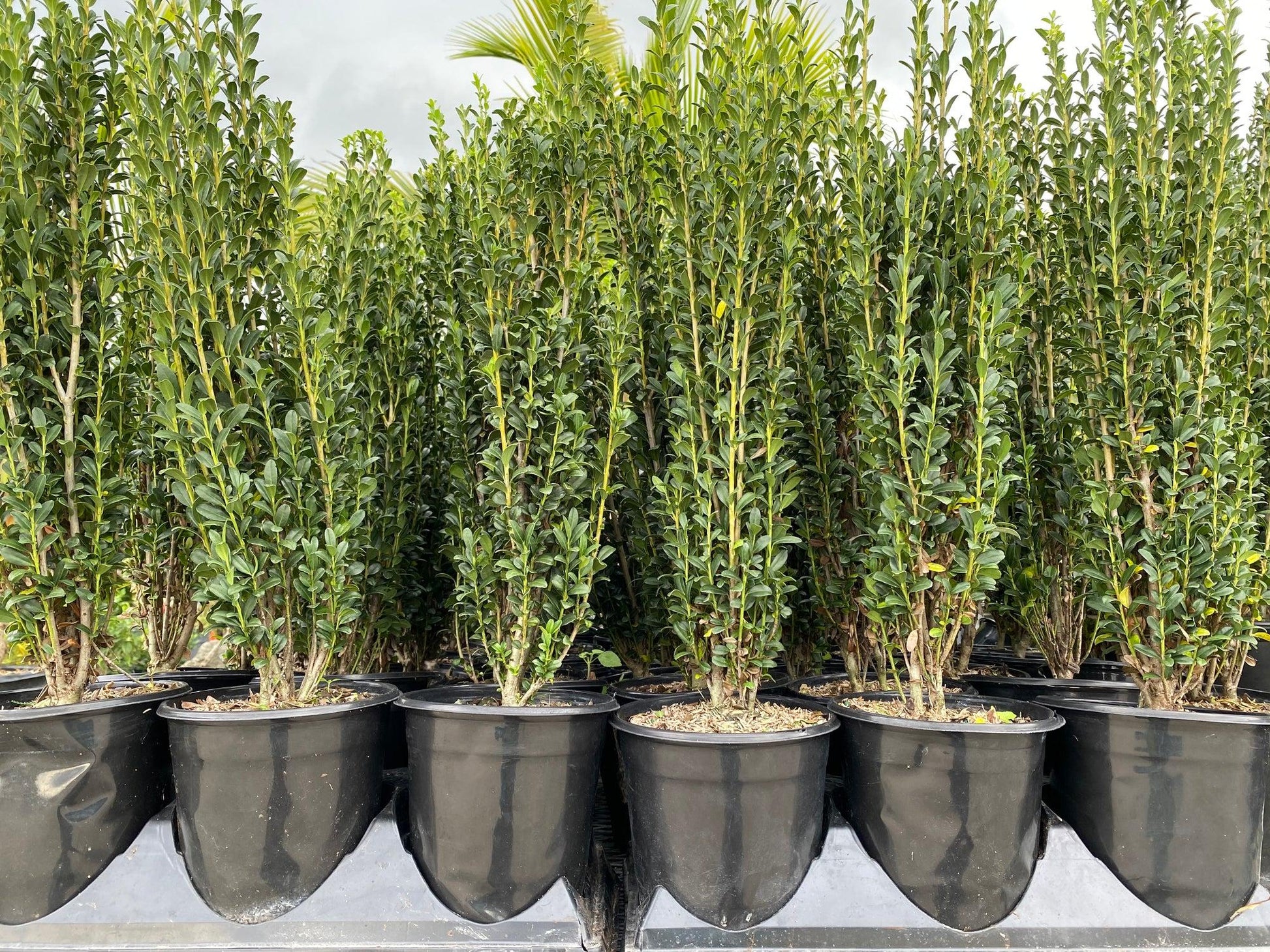 Ilex Crenata Sky Pencil - View 13 from www redcrocus com