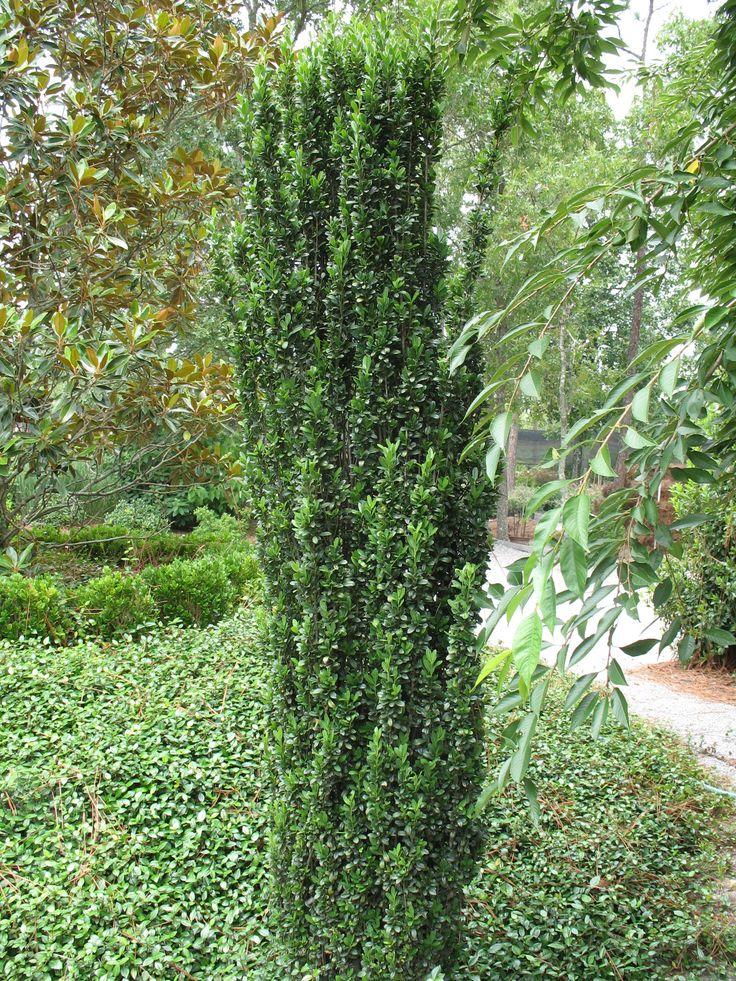 Ilex Crenata Sky Pencil - View 17 from www redcrocus com