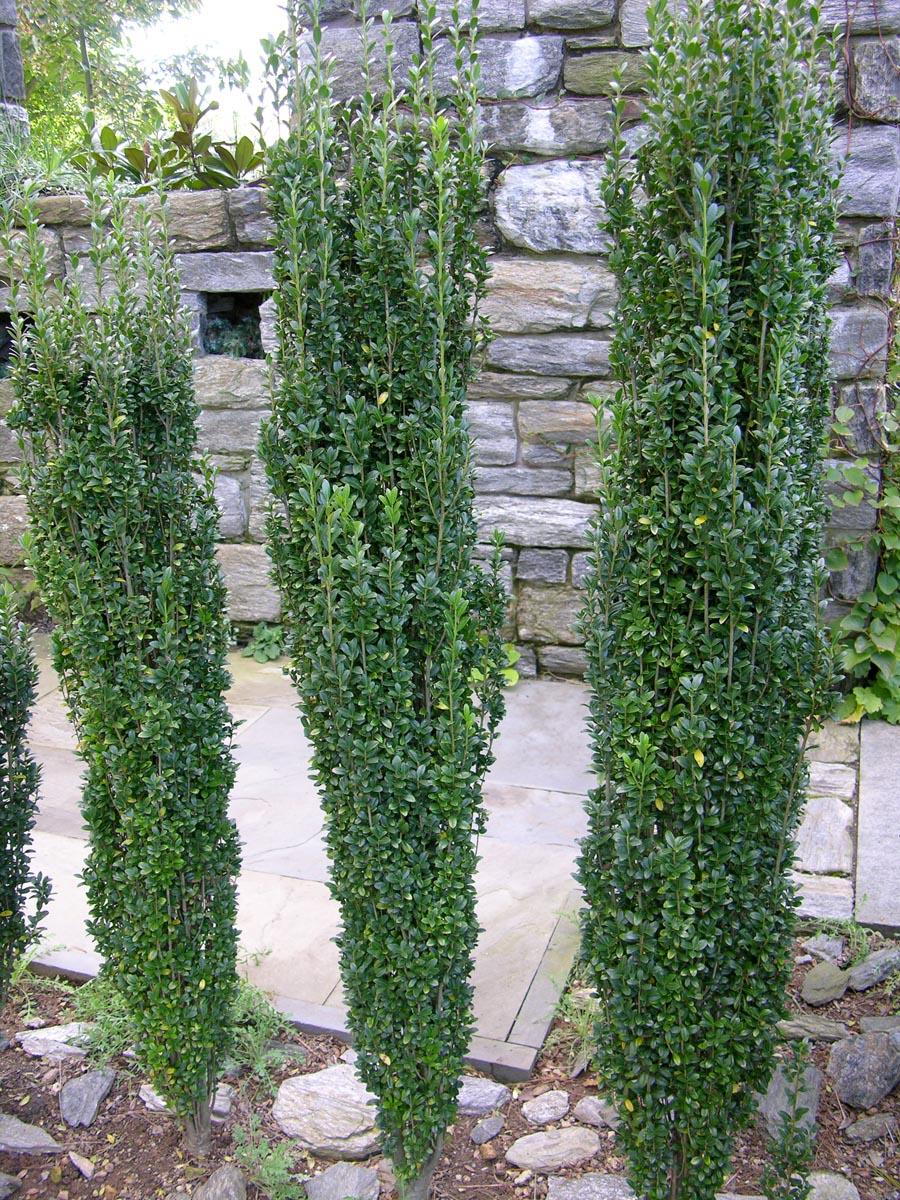 Ilex Crenata Sky Pencil - View 7 from www redcrocus com