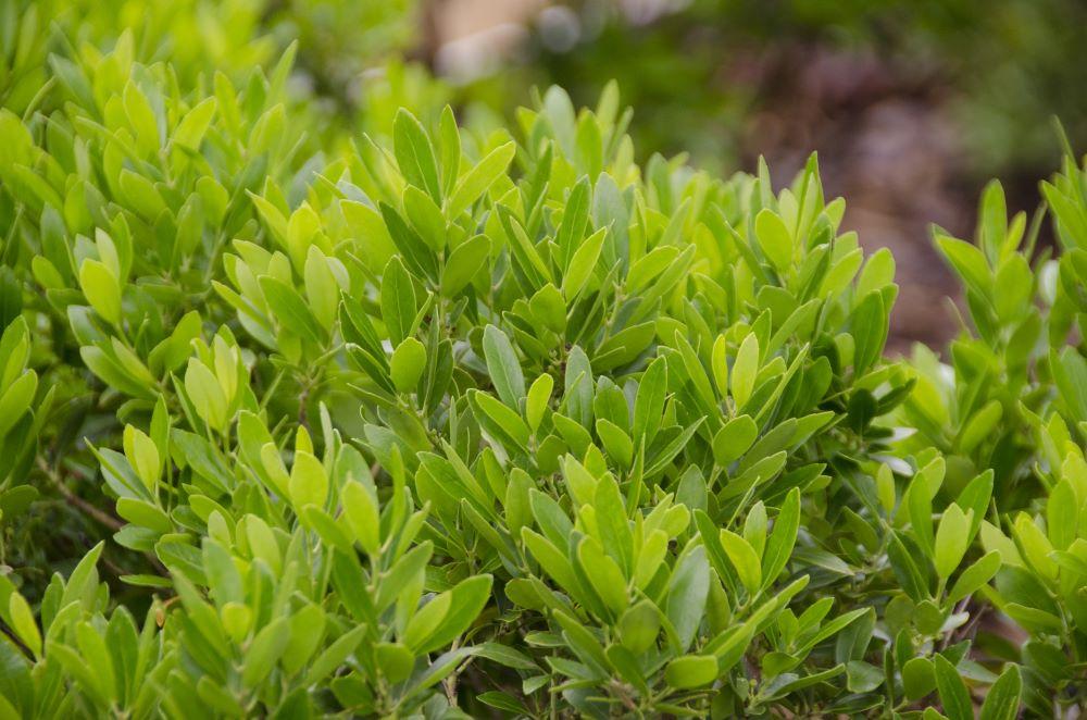 Ilex Glabra Compacta - View 17 from www redcrocus com