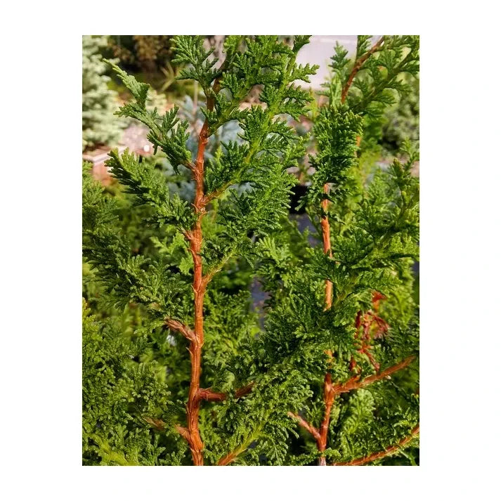 Chamaecyparis Obtusa 'filicoides' - View 10 from www redcrocus com