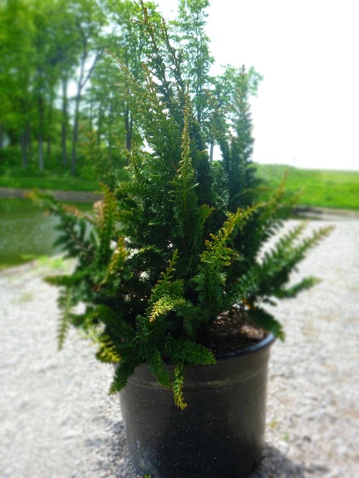Chamaecyparis Obtusa 'filicoides' - View 11 from www redcrocus com