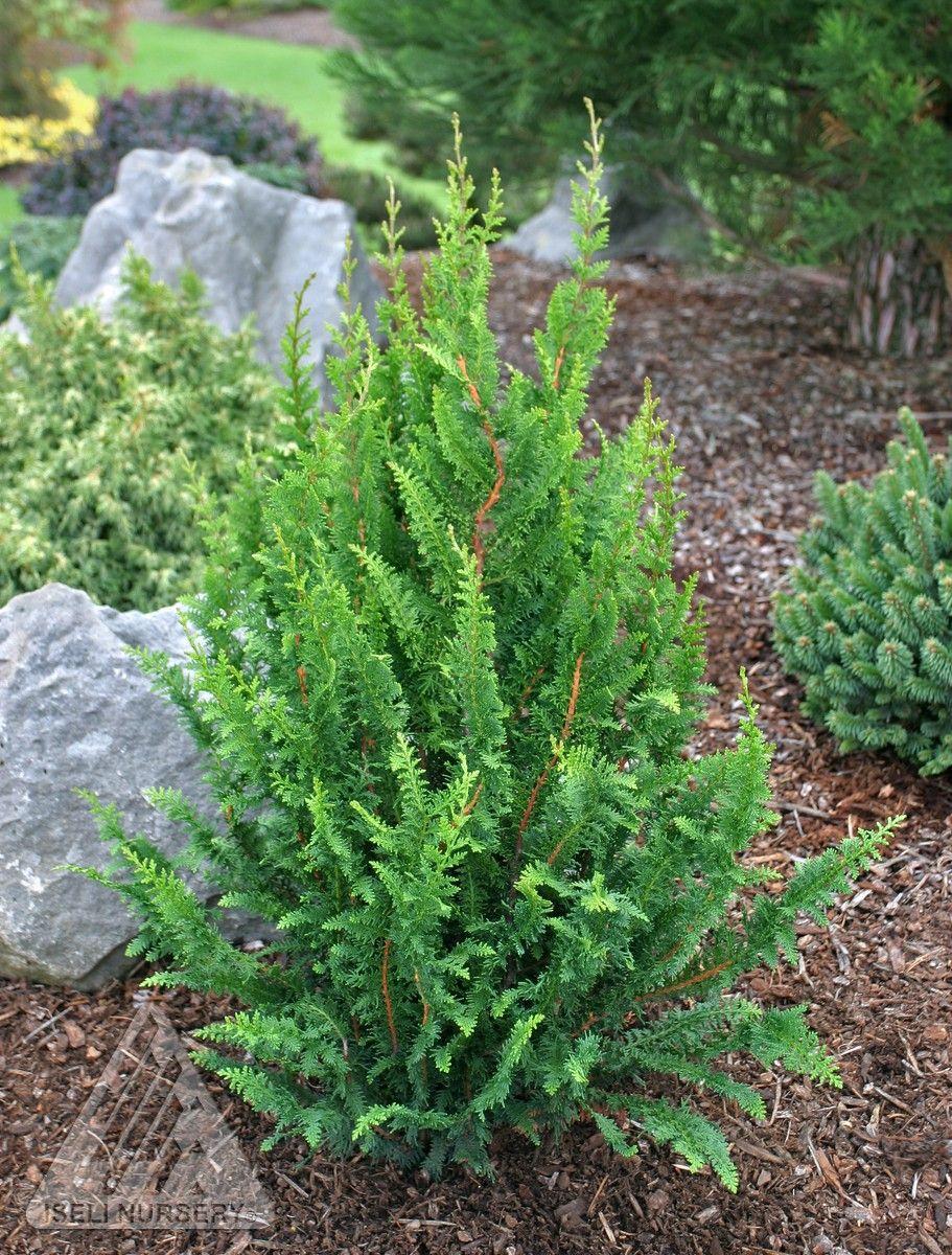 Chamaecyparis Obtusa 'filicoides' - View 15 from www redcrocus com