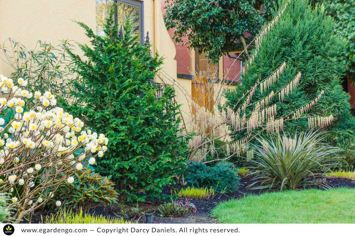 Chamaecyparis Obtusa 'filicoides' - View 18 from www redcrocus com