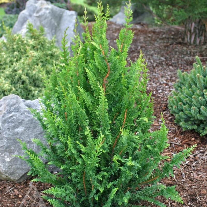 Chamaecyparis Obtusa 'filicoides' - View 19 from www redcrocus com