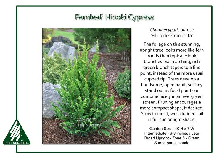 Chamaecyparis Obtusa 'filicoides' - View 1 from www redcrocus com