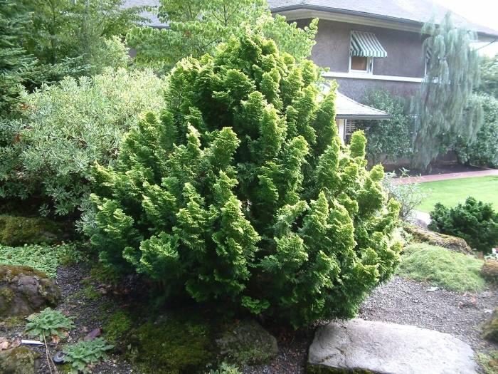 Chamaecyparis Obtusa 'filicoides' - View 25 from www redcrocus com