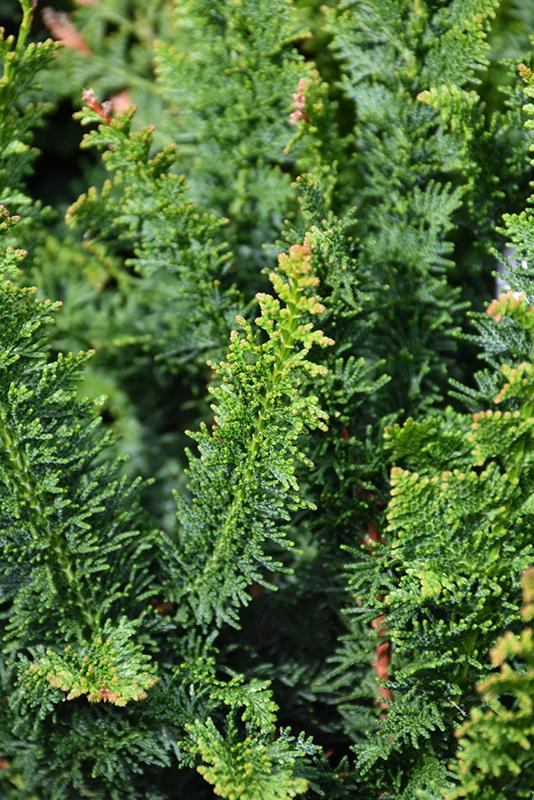 Chamaecyparis Obtusa 'filicoides' - View 30 from www redcrocus com