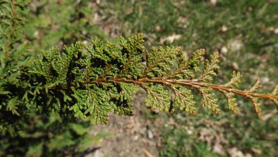 Chamaecyparis Obtusa 'filicoides' - View 32 from www redcrocus com