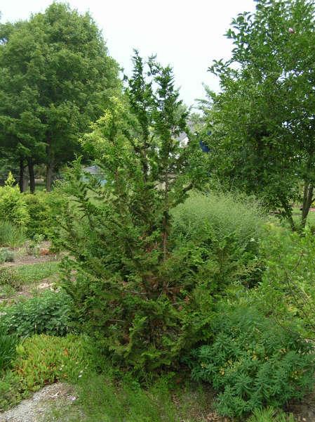 Chamaecyparis Obtusa 'filicoides' - View 33 from www redcrocus com