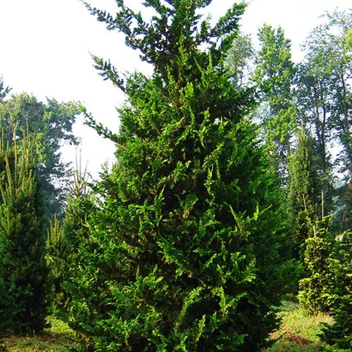 Chamaecyparis Obtusa 'filicoides' - View 34 from www redcrocus com