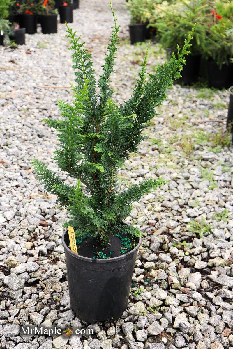 Chamaecyparis Obtusa 'filicoides' - View 37 from www redcrocus com
