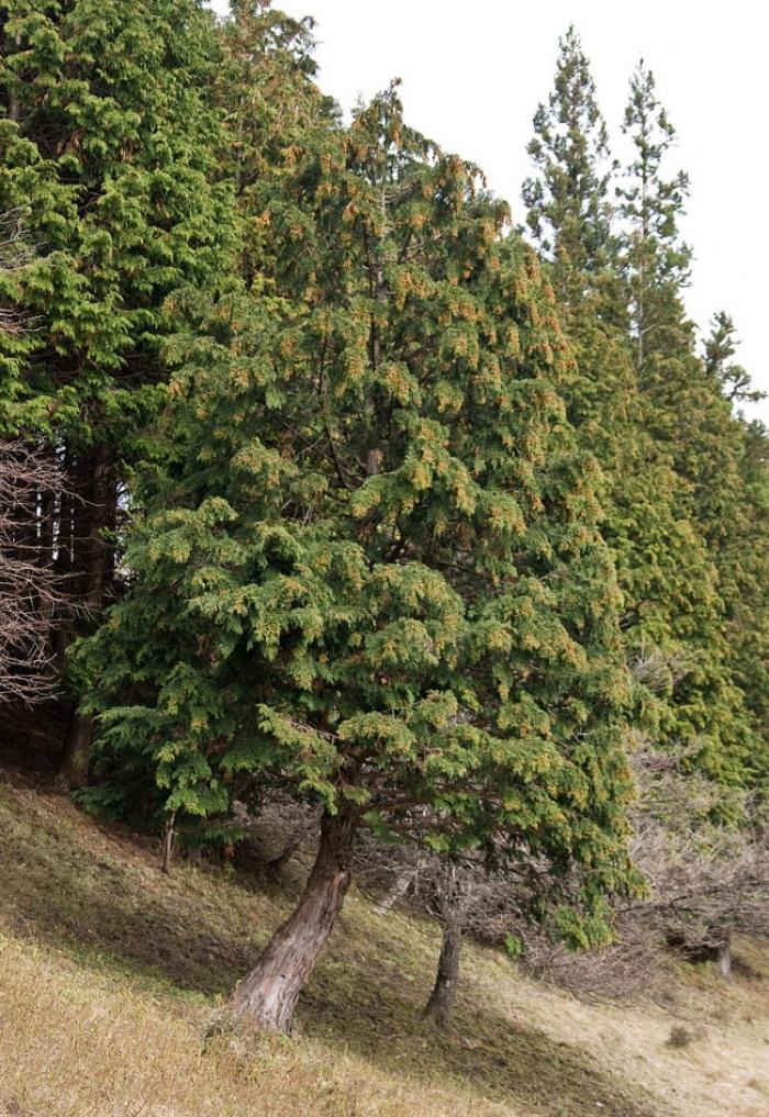 Chamaecyparis Obtusa 'filicoides' - View 39 from www redcrocus com