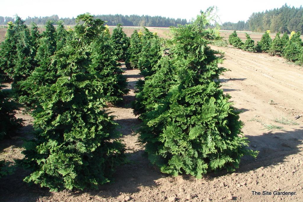 Chamaecyparis Obtusa 'filicoides' - View 4 from www redcrocus com