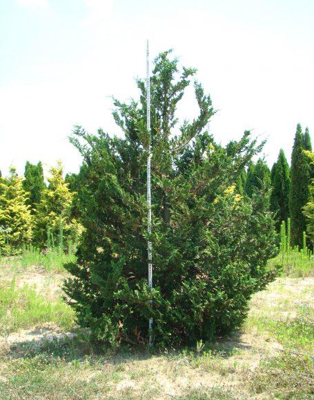 Chamaecyparis Obtusa 'filicoides' - View 5 from www redcrocus com