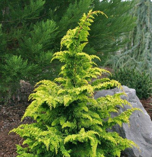 Chamaecyparis Obtusa 'filicoides' - View 8 from www redcrocus com