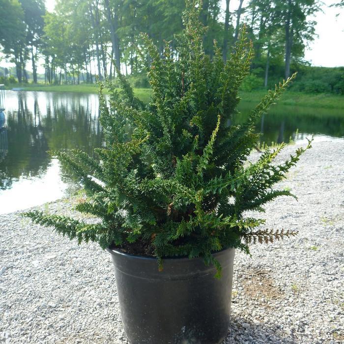 Chamaecyparis Obtusa 'filicoides' - View 9 from www redcrocus com