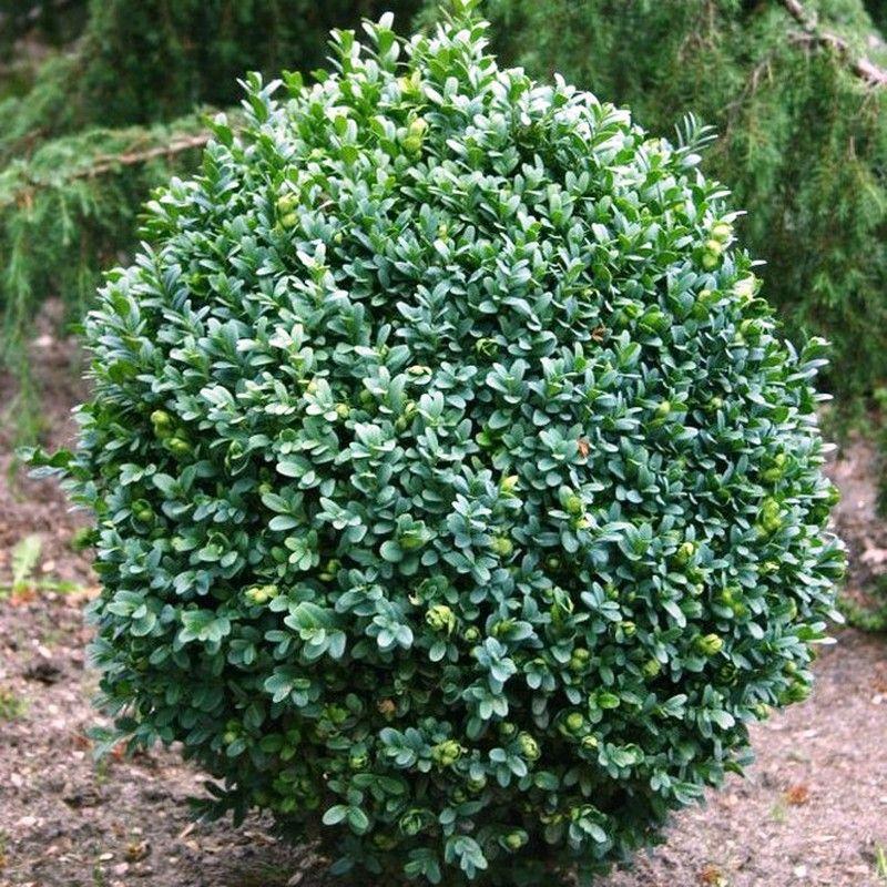 Buxus Sempervirens - View 16 from www redcrocus com