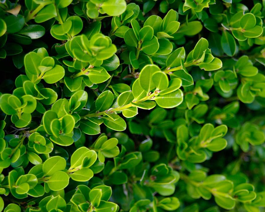 RedCrocus Common Boxwood Buxus sempervirens — Evergreen Shrub for Hedges, Topiary, Containers — Non-Toxic, Deer Resistant, Pet Friendly, Low Maintenance Garden Plant  2.5/3' h B&B