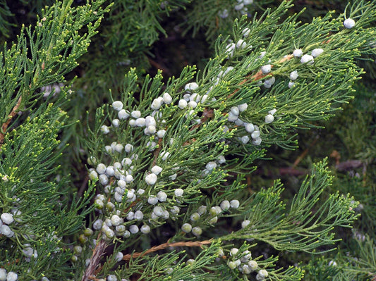 Juniperus Chinensis Robusta Green - View 10 from www redcrocus com