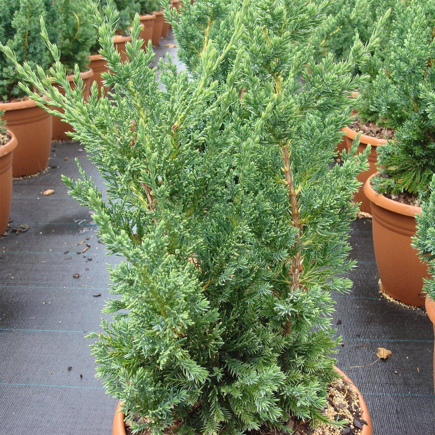 Juniperus Chinensis Robusta Green - View 2 from www redcrocus com