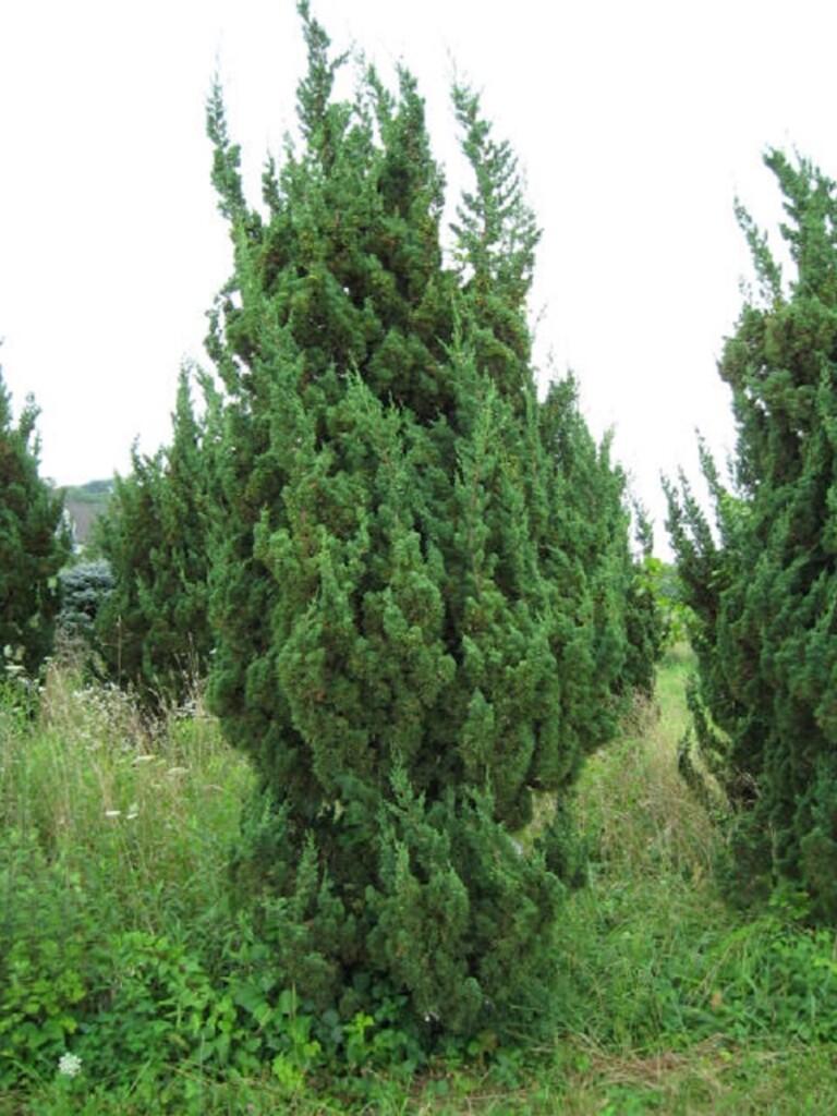Juniperus Chinensis Robusta Green - View 4 from www redcrocus com