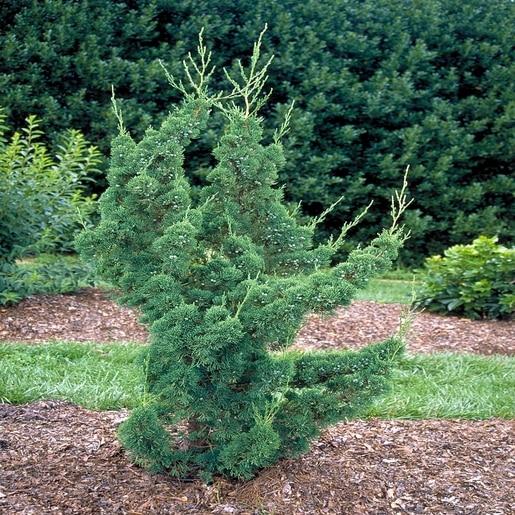 Juniperus Chinensis Robusta Green - View 6 from www redcrocus com