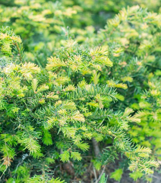 Taxus Baccata Repandens - View 1 from www redcrocus com