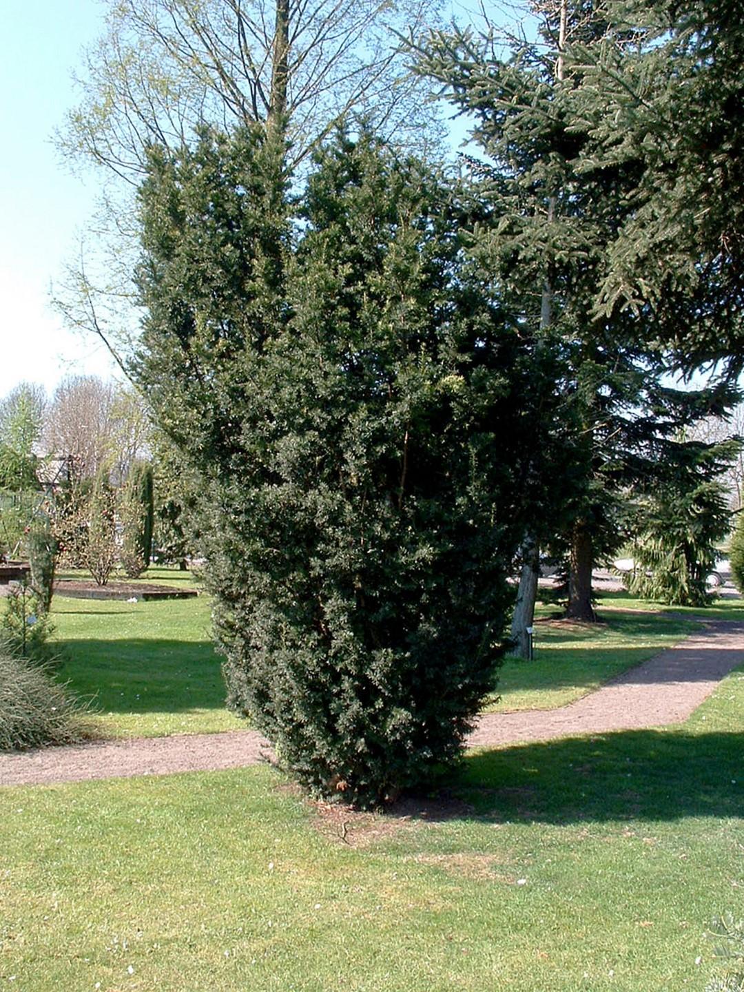 Taxus Media Hicksii - View 11 from www redcrocus com