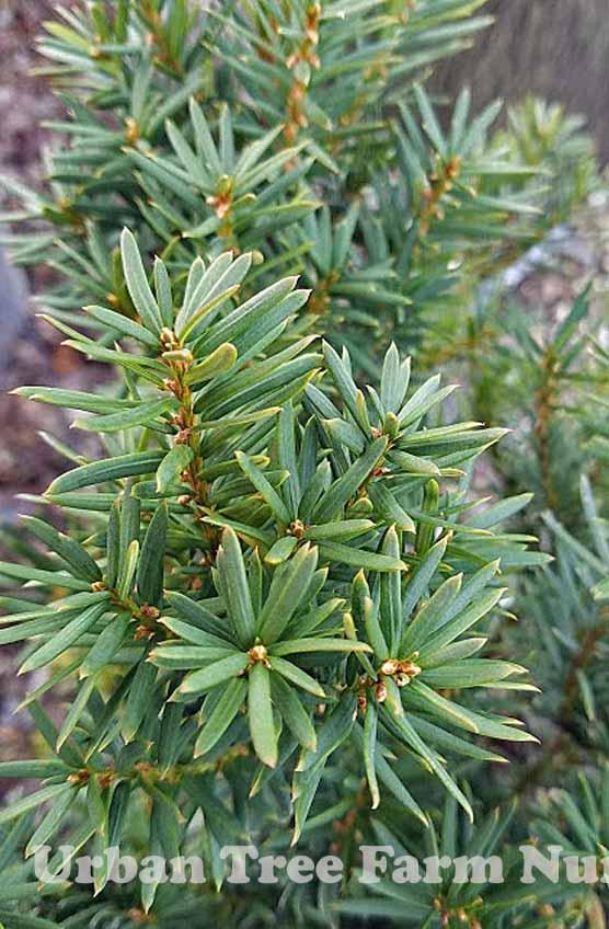 Taxus Media Hicksii - View 12 from www redcrocus com