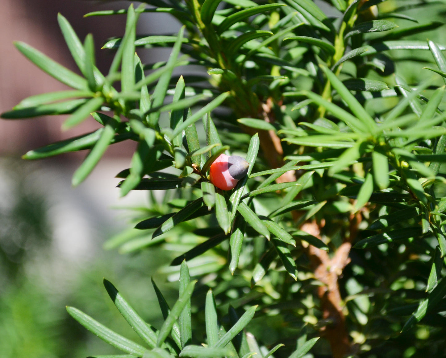 Taxus Media Hicksii - View 18 from www redcrocus com