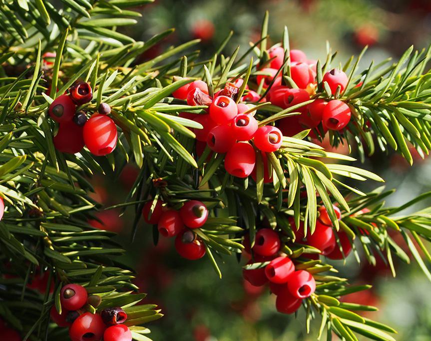 Taxus Media Hicksii - View 8 from www redcrocus com