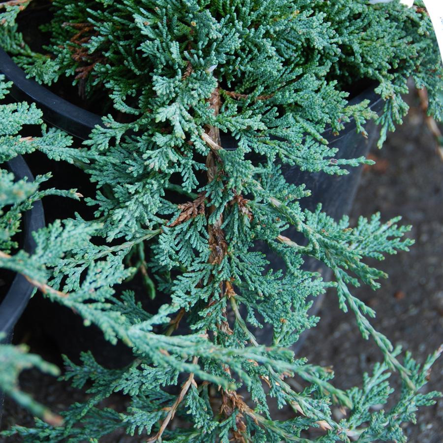 Juniperus Horizontalis Icee Blue - View 11 from www redcrocus com