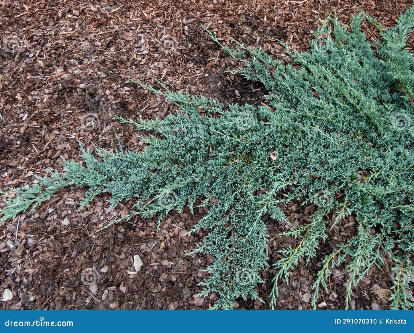 Juniperus Horizontalis Icee Blue - View 12 from www redcrocus com