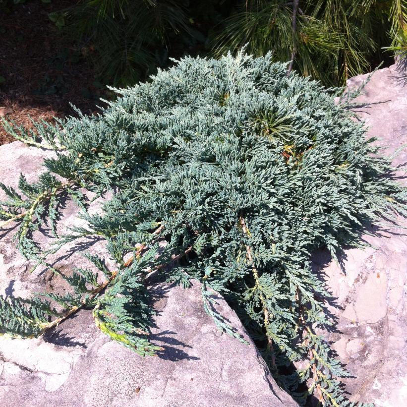 Juniperus Horizontalis Icee Blue - View 14 from www redcrocus com