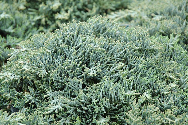 Juniperus Horizontalis Icee Blue - View 15 from www redcrocus com