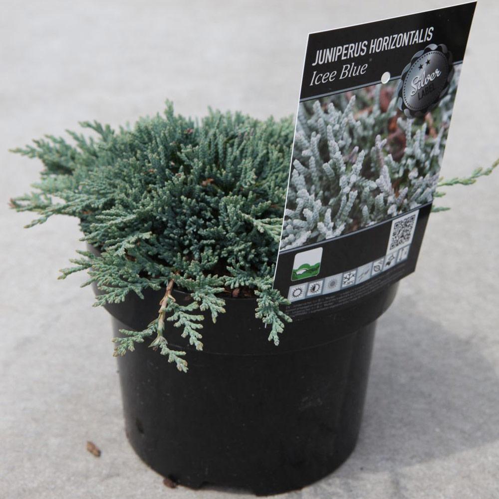 Juniperus Horizontalis Icee Blue - View 16 from www redcrocus com