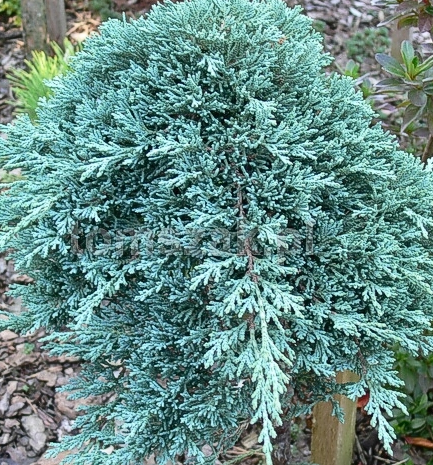Juniperus Horizontalis Icee Blue - View 18 from www redcrocus com