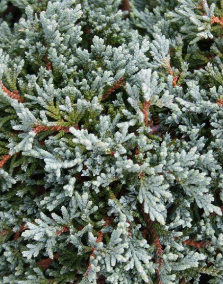Juniperus Horizontalis Icee Blue - View 18 from www redcrocus com