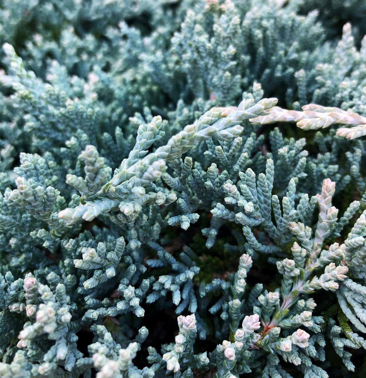 Juniperus Horizontalis Icee Blue - View 1 from www redcrocus com