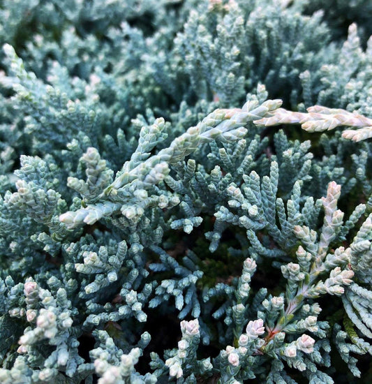 Juniperus Horizontalis Icee Blue - View 1 from www redcrocus com