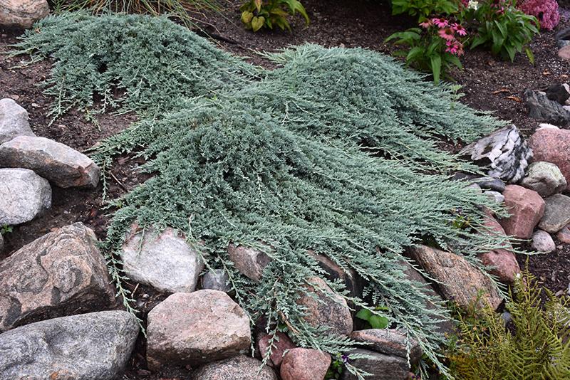 Juniperus Horizontalis Icee Blue - View 3 from www redcrocus com